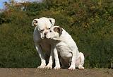 BOULEDOGUE AMERICAIN 323